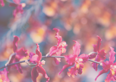 网站ddos隐藏源ip